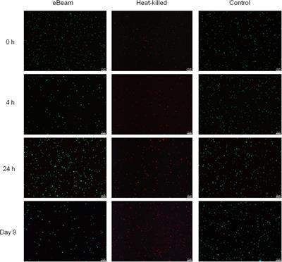 Escherichia coli Cells Exposed to Lethal Doses of Electron Beam Irradiation Retain Their Ability to Propagate Bacteriophages and Are Metabolically Active